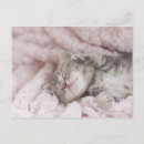 Suche nach sleeping kitten poster Japan