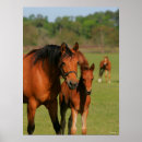 Suche nach quarter horse poster Rasse