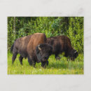 Suche nach bison postkarten Büffel