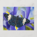 Suche nach tropischer schmetterling postkarten Exotisch