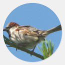 Suche nach splitter aufkleber Natur