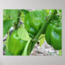 Suche nach paprikaschoten poster Gemüse