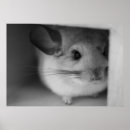 Suche nach chinchilla poster Niedlich