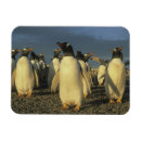 Suche nach papua magnete Gentoo pinguin