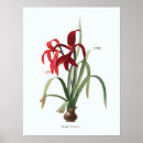 Suche nach botanische illustration poster Floral