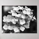 Suche nach weiße spitze poster Für sie