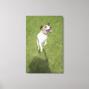 Suche nach jack russell kunst poster Hund
