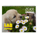 Suche nach labradore kalender Welpe
