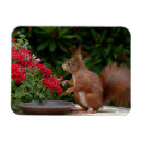 Suche nach rotes eichhörnchen magnete Natur