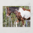 Suche nach gemeinnützig poster Pferd