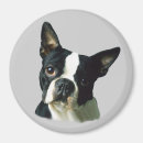 Suche nach terrier magnete Welpe