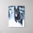 Suche nach schwarzer wolf leinwandbilder Hund