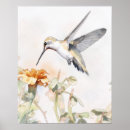 Suche nach kolibri poster Vogel