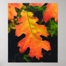 Suche nach sixer poster Color