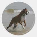 Suche nach pam aufkleber Hundefotograf