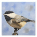 Suche nach chickadee poster Tier