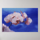 Suche nach orchideen poster Blau