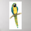 Suche nach macaw poster Tiere