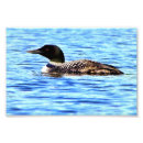 Suche nach loons Blau