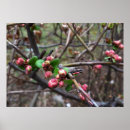 Suche nach knospe kunst Rosa