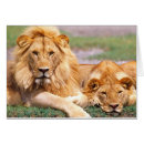 Suche nach afrikanischer löwe postkarten Tansania