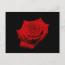 Suche nach roter hintergrund postkarten Rose