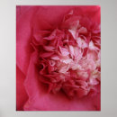 Suche nach rosa kamelie poster Blüte