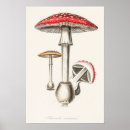 Suche nach pilz poster Amanita