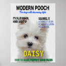 Suche nach malteser poster Hunde