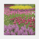 Suche nach keukenhof magnete Lisse