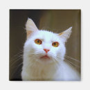 Suche nach türkische magnete Kitty