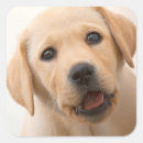 Suche nach labrador aufkleber Haustiere