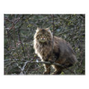 Suche nach maine coon poster Tiere