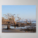 Suche nach driftwood poster Natur