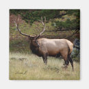Suche nach elch magnete Wild