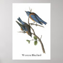 Suche nach drossel poster Wild lebende tiere