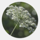 Suche nach anne aufkleber Wildblume