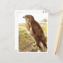 Suche nach geier postkarten Wild lebende tiere