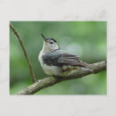 Suche nach brust postkarten Vögel