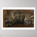 Suche nach maine coon poster Katze
