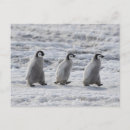Suche nach baby pinguin postkarten Vogel