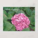 Suche nach pinkest postkarten Hydrangea