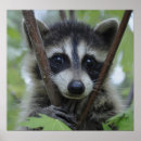 Suche nach raccoons poster Animals