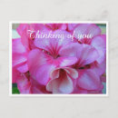 Suche nach geranium postkarten Fotografie