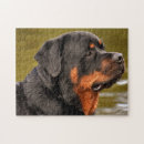 Suche nach rottweiler puzzle Welpen