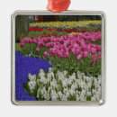 Suche nach rosa tulpen ornamente Europa