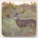 Suche nach weißwedelhirsch untersetzer Odocoileus virginianus