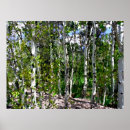 Suche nach birkenbäume poster Druck