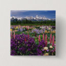 Suche nach schwertlilie buttons Iris