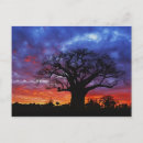 Suche nach baobab baum postkarten Silhouette